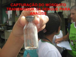 CAPTURAÇÃO DO MOSQUITO TRANSMISSOR DA DENGUE PARA ANÁLISE 