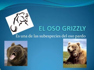 EL OSO GRIZZLY Es una de las subespecies del oso pardo 