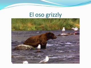 El oso grizzly