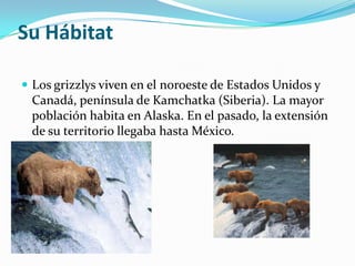 Su HábitatLos grizzlys viven en el noroeste de Estados Unidos y Canadá, península de Kamchatka (Siberia). La mayor población habita en Alaska. En el pasado, la extensión de su territorio llegaba hasta México.