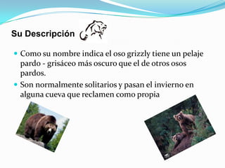 Su DescripciónComo su nombre indica el oso grizzly tiene un pelaje pardo - grisáceo más oscuro que el de otros osos pardos.Son normalmente solitarios y pasan el invierno en alguna cueva que reclamen como propia