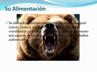 Su AlimentaciónSe alimentan fundamentalmente de materia vegetal (raíces, frutos), insectos, peces, otros pequeños vertebrados y carroña, pero cuando llega el momento son capaces de cazar grandes animales como caballos asilvestrados, ciervos, alces y renos. 