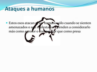 Ataques a humanosEstos osos atacan al ser humano sólo cuando se sienten amenazados o son molestados. Tienden a considerarlo más como agresor o competidor que como presa