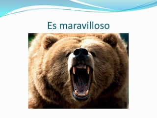 Es maravilloso 