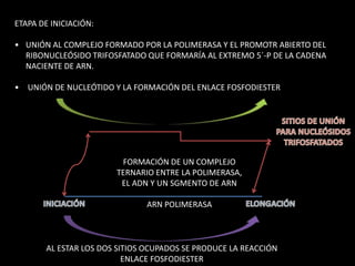 ETAPA DE INICIACIÓN: 
• UNIÓN AL COMPLEJO FORMADO POR LA POLIMERASA Y EL PROMOTR ABIERTO DEL 
RIBONUCLEÓSIDO TRIFOSFATADO QUE FORMARÍA AL EXTREMO 5´-P DE LA CADENA 
NACIENTE DE ARN. 
• UNIÓN DE NUCLEÓTIDO Y LA FORMACIÓN DEL ENLACE FOSFODIESTER 
FORMACIÓN DE UN COMPLEJO 
TERNARIO ENTRE LA POLIMERASA, 
EL ADN Y UN SGMENTO DE ARN 
ARN POLIMERASA 
AL ESTAR LOS DOS SITIOS OCUPADOS SE PRODUCE LA REACCIÓN 
ENLACE FOSFODIESTER 
 