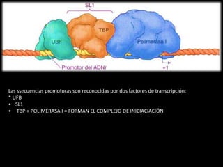 Las ssecuencias promotoras son reconocidas por dos factores de transcripción: 
* UFB 
• SL1 
• TBP + POLIMERASA I = FORMAN EL COMPLEJO DE INICIACIACIÓN 
 