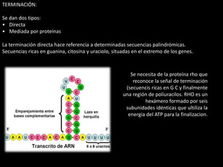 TERMINACIÓN: 
Se dan dos tipos: 
• Directa 
• Mediada por proteínas 
La terminación directa hace referencia a determinadas secuencias palindrómicas. 
Secuencias ricas en guanina, citosina y uraciolo, situadas en el extremo de los genes. 
Se necesita de la proteína rho que 
reconoce la señal de terminación 
(secuencis ricas en G C y finalmente 
una región de poliuracilos. RHO es un 
hexámero formado por seis 
subunidades idénticas que ultiliza la 
energia del ATP para la finalizacion. 
 
