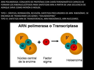 ARN POLIMERASA: CONJUNTO DE PROTEÍNAS CON CARÁCTERENZIMÁTICO CAPACES DE 
FORMAR LOS RIBONUCLEÓTIDOS PARA SINTETIZAR ARN A PARTIR DE UNA SECUENCIA DE 
ADNQUE SIRVE COMO PATRÓN O MOLDE. 
TIPO I : SÍNTESIS, REPARACIÓN, REVISIÓN, SINTETIZA PRECURSORES DE ARN RIBOSÓMIC. SE 
ENCARGA DE TRANSCRIBIR LOS GENES :”HOUSEKEEPING” 
TIPO III: SINTETIZA ARN DE TRANSFERENCIA, ARN RIBOSÓMICO, ARN NUCLEARES. 
 