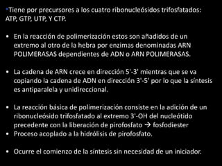 *Tiene por precursores a los cuatro ribonucleósidos trifosfatados: 
ATP, GTP, UTP, Y CTP. 
• En la reacción de polimerización estos son añadidos de un 
extremo al otro de la hebra por enzimas denominadas ARN 
POLIMERASAS dependientes de ADN o ARN POLIMERASAS. 
• La cadena de ARN crece en dirección 5'-3' mientras que se va 
copiando la cadena de ADN en dirección 3'-5' por lo que la síntesis 
es antiparalela y unidireccional. 
• La reacción básica de polimerización consiste en la adición de un 
ribonucleósido trifosfatado al extremo 3'-OH del nucleótido 
precedente con la liberación de pirofosfato  fosfodiester 
• Proceso acoplado a la hidrólisis de pirofosfato. 
• Ocurre el comienzo de la síntesis sin necesidad de un iniciador. 
 