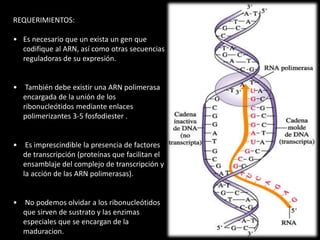 REQUERIMIENTOS: 
• Es necesario que un exista un gen que 
codifique al ARN, así como otras secuencias 
reguladoras de su expresión. 
• También debe existir una ARN polimerasa 
encargada de la unión de los 
ribonucleótidos mediante enlaces 
polimerizantes 3-5 fosfodiester . 
• Es imprescindible la presencia de factores 
de transcripción (proteínas que facilitan el 
ensamblaje del complejo de transcripción y 
la acción de las ARN polimerasas). 
• No podemos olvidar a los ribonucleótidos 
que sirven de sustrato y las enzimas 
especiales que se encargan de la 
maduracion. 
 