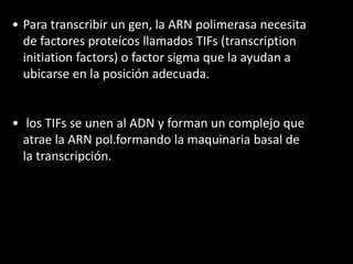 • Para transcribir un gen, la ARN polimerasa necesita 
de factores proteícos llamados TIFs (transcription 
initiation factors) o factor sigma que la ayudan a 
ubicarse en la posición adecuada. 
• los TIFs se unen al ADN y forman un complejo que 
atrae la ARN pol.formando la maquinaria basal de 
la transcripción. 
 