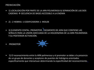 PREINICIACIÓN: 
• 1) LOCALIZACIÓN POR PARTE DE LA ARN POLIMERASA & SEPARACIÓN DE LAS DOS 
CADENAS  SECUENCIA DE BASES ACCESIBLE A LA ENZIMA 
• 2) : 2 HEBRAS: 1 CODIFICADORA 1- MOLDE 
• 3) ELEMENTO CENTAL: PROMOTOR SEGMENTO DE ADN QUE CONTIENE LAS 
SEÑALES PARA LA UNIÓN ADECUADA DE LA HOLOENZIMA DE LA ARN POLIMERASA 
Y SU POSTERIOR ACTIVACIÓN. 
• PROMOTOR 
• 5) El reconocimiento entre la ARN polimerasa y el promotor se debe a la presencia 
de un grupo de donantes y aceptores de puentes de hidrógrno orientados 
especificamente que interactuan determiando la especificidad del reconocimiento.. 
 