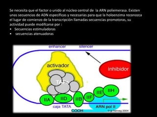 Se necesita que el factor o unido al núcleo central de la ARN poliemerasa. Existen 
unas secuencias de ADN específicas y necesarias para que la holoenzima reconozca 
el lugar de comienzo de la transcripción llamadas secuencias promotoras, su 
actividad puede modifcarse por : 
• Secuencias estimuladoras 
• secuencias atenuadoras 
 