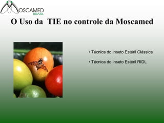 O Uso da TIE no controle da Moscamed
• Técnica do Inseto Estéril Clássica
• Técnica do Inseto Estéril RIDL
 