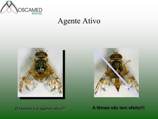 Agente Ativo
O macho é o agente ativo!!! A fêmea não tem efeito!!!
 