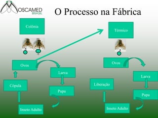 Ovos
Larva
Pupa
Colônia
Térmico
Inseto Adulto
Cópula
Ovos
Larva
Pupa
Inseto Adulto
Liberação
O Processo na Fábrica
 