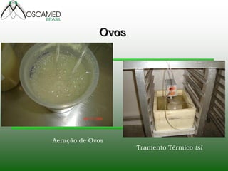 Aeração de Ovos
Tramento Térmico tsl
Ovos
 