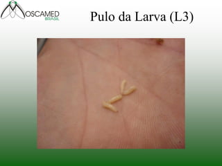 Pulo da Larva (L3)
 