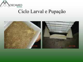 Ciclo Larval e Pupação
 