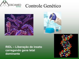 Controle Genético
RIDL – Liberação de inseto
carregando gene letal
dominante
 
