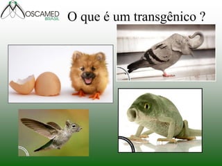 O que é um transgênico ?
 