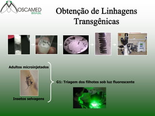 Adultos microinjetados
Insetos selvagens
G1: Triagem dos filhotes sob luz fluorescente
 