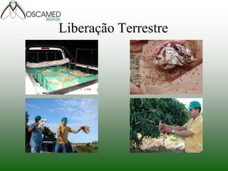 Liberação Terrestre
 