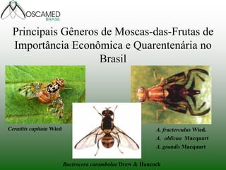 Principais Gêneros de Moscas-das-Frutas de Importância Econômica e Quarentenária no Brasil 
Ceratitis capitata Wied 
A. fracterculus Wied. 
A.oblicua Macquart A. grandis Macquart 
Bactrocera carambolae Drew & Hancock  