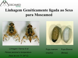 Linhagem Genéticamente ligada ao Sexo para Moscamed 
Linhagem Vienna 8 tsl 
Fêmea sensível a temperatura 
(fase de ovo T= 34º C) 
Pupa marrom (macho) 
Pupa Branca (fêmea)  