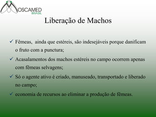 Liberação de Machos 
Fêmeas, ainda que estéreis, são indesejáveis porque danificam o fruto com a punctura; 
Acasalamentos dos machos estéreis no campo ocorrem apenas com fêmeas selvagens; 
Só o agente ativo é criado, manuseado, transportado e liberado no campo; 
economia de recursos ao eliminar a produção de fêmeas.  