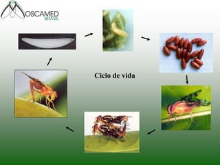 Ciclo de vida  