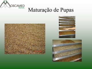 Maturação de Pupas  