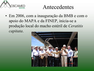 Antecedentes 
•Em 2006, com a inauguração da BMB e com o apoio do MAPA e da FINEP, inicia-se a produção local do macho estéril de Ceratitis capitata.  