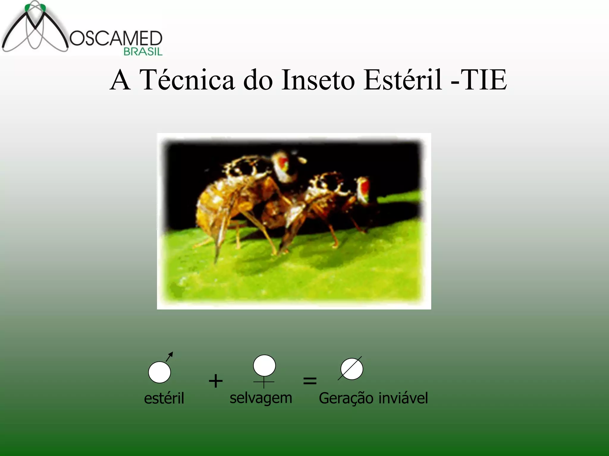 A Técnica do Inseto Estéril -TIE 
= 
+ 
estéril 
selvagem 
Geração inviável  