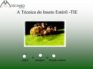 A Técnica do Inseto Estéril -TIE 
= 
+ 
estéril 
selvagem 
Geração inviável  
