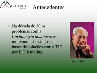 Antecedentes 
•Na década de 30 os problemas com a Cochliomyia hominivorax motivaram os estudos e a busca de soluções com a TIE, por E.F. Knipling; 
Foto: USDA  