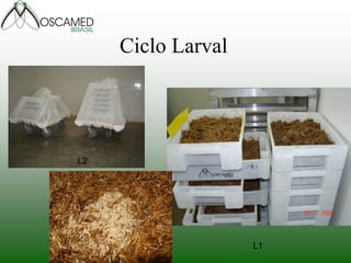 Ciclo Larval 
L1 
L2 
L3  