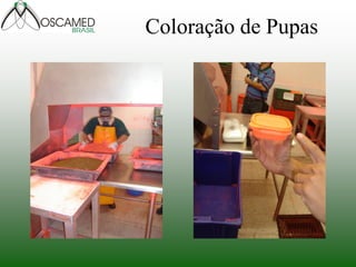 Coloração de Pupas  