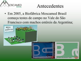 Antecedentes 
•Em 2005, a Biofábrica Moscamed Brasil começa testes de campo no Vale do São Francisco com machos estéreis da Argentina;  