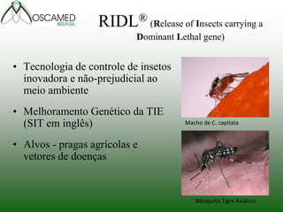 RIDL® (Release of Insects carrying a Dominant Lethal gene) 
•Tecnologia de controle de insetos inovadora e não-prejudicial ao meio ambiente 
•Melhoramento Genético da TIE (SIT em inglês) 
•Alvos - pragas agrícolas e vetores de doenças 
Macho de C. capitata 
Mosquito Tigre Asíático  