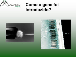 Como o gene foi introduzido?  