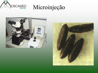 Microinjeção 
 