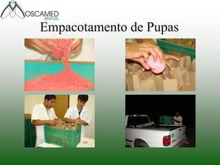 Empacotamento de Pupas  