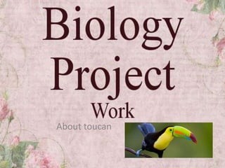 About toucan
 
