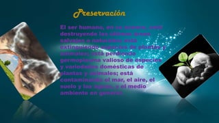 Preservación
El ser humano, en su avance, está
destruyendo las últimas áreas
salvajes o naturales; está
extinguiendo especies de plantas y
animales; está perdiendo
germoplasma valioso de especies
y variedades domésticas de
plantas y animales; está
contaminando el mar, el aire, el
suelo y las aguas, y el medio
ambiente en general.

 