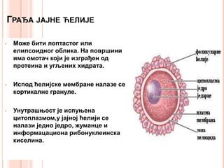 ГРАЂА ЈАЈНЕ ЋЕЛИЈЕ
• Може бити лоптастог или
елипсоидног облика. На површини
има омотач који је изграђен од
протеина и угљених хидрата.
• Испод ћелијске мембране налазе се
кортикалне грануле.
• Унутрашњост је испуњена
цитоплазмом,у јајној ћелији се
налази једно једро, жуманце и
информацациона рибонуклеинска
киселина.
 