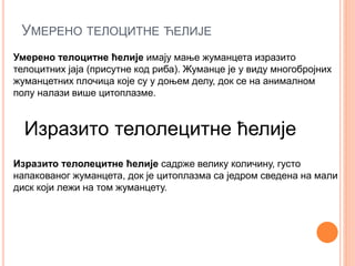 УМЕРЕНО ТЕЛОЦИТНЕ ЋЕЛИЈЕ
Умерено телоцитне ћелије имају мање жуманцета изразито
телоцитних јаја (присутне код риба). Жуманце је у виду многобројних
жуманцетних плочица које су у доњем делу, док се на анималном
полу налази више цитоплазме.
Изразито телолецитне ћелије
Изразито телолецитне ћелије садрже велику количину, густо
напакованог жуманцета, док је цитоплазма са једром сведена на мали
диск који лежи на том жуманцету.
 
