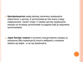  Центролецитне имају велику количину жуманцета
смештеног у центру, а цитоплазма је око њега у виду
површинског, танког слоја. У самом центру жуманцета
налази се острвце цитоплазме са једром које је окружено
цитоплазмом.
 Јајне ћелије човека и осталих плацентарних сисара су
алецитне (без жуманцета),пошто ембрион у исхрани
зависи од мајке , а не од жуманцета.
 