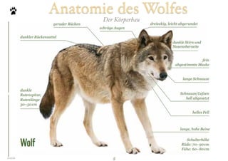 Wolfe_-_Fakten_ziu_Biologie.pdf
