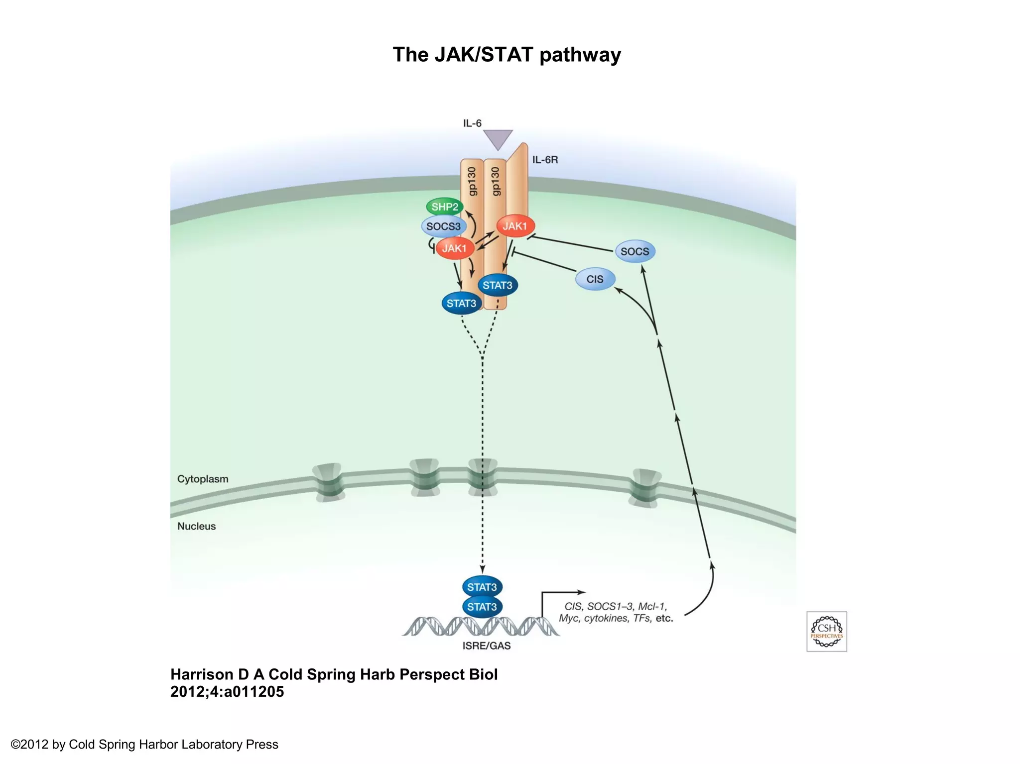 The JAK/STAT pathway
Harrison D A Cold Spring Harb Perspect Biol
2012;4:a011205
©2012 by Cold Spring Harbor Laboratory Press
 